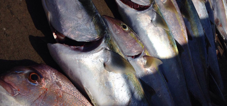 You can sell your fish to Sushi Train Restaurants