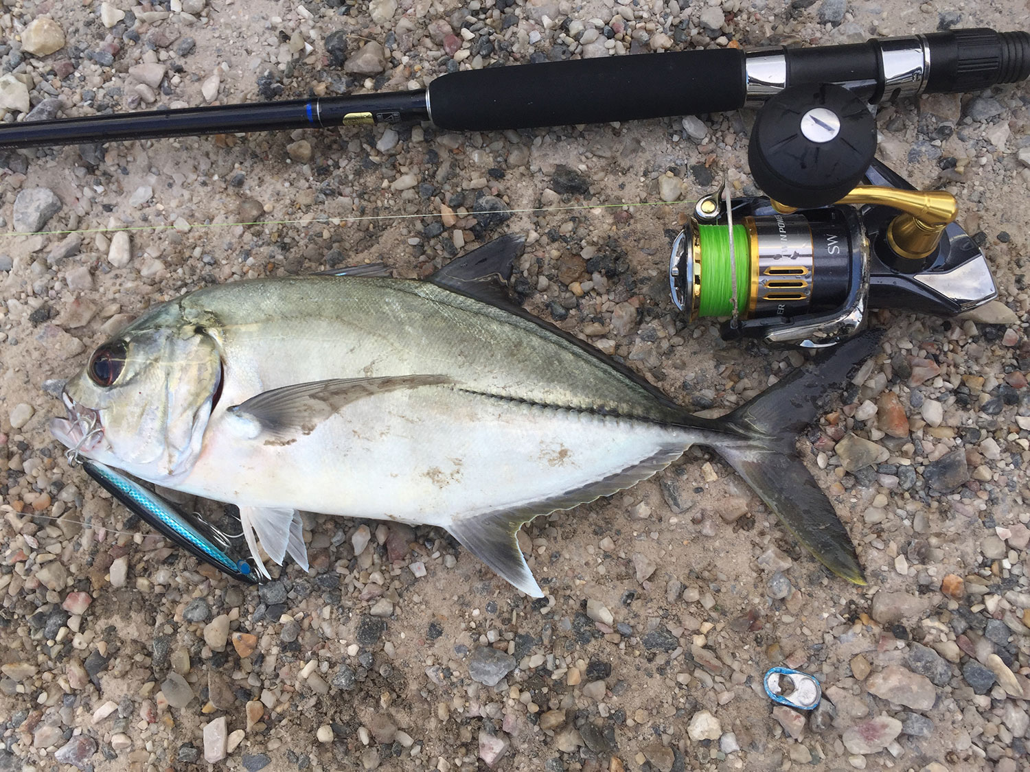 First Hit Trevally by Buttobi Kun