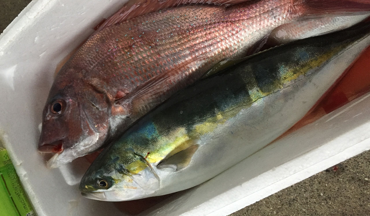 Fishing result - Snapper and Kingfish