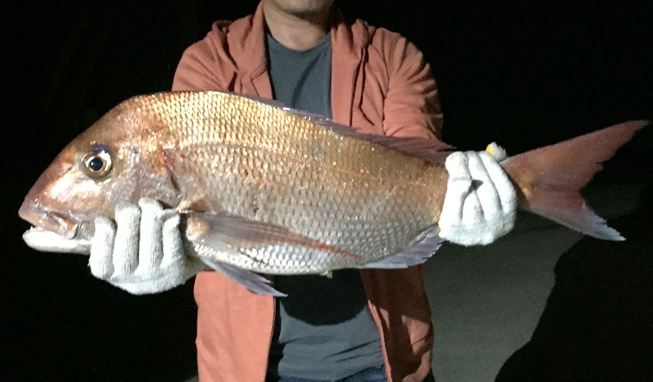 Electric reel fishing result - 80cm Snapper